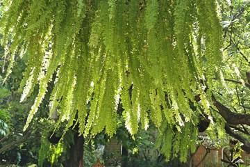 Green fern for decorating garden