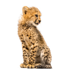 three months old cheetah cub sitting, isolated on white