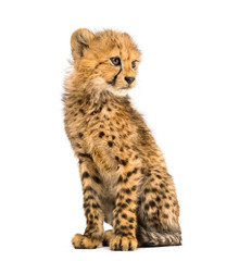 three months old cheetah cub sitting, isolated on white