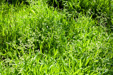 Green grass closeup natural background