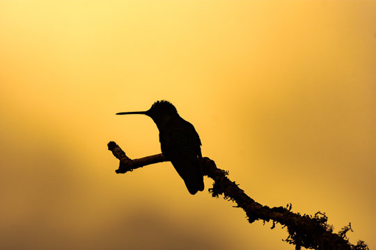 silhouet of aTalamca Hummingbird (eugenes spectabilis)