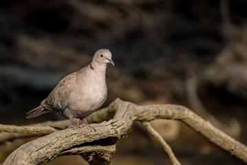 Collared dove or Streptopelia decaocto on branch