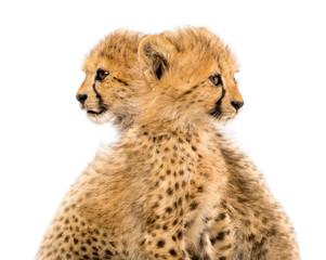 Close-up on a family of three months old cheetah cubs, isolated on white