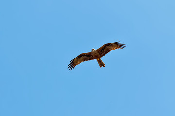 Kite flying against a blue sky