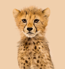 Close-up on a three months old cheetah cubs, colored background