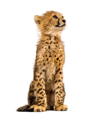 three months old cheetah cub sitting, isolated on white