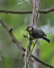 Young blue tit on a twig