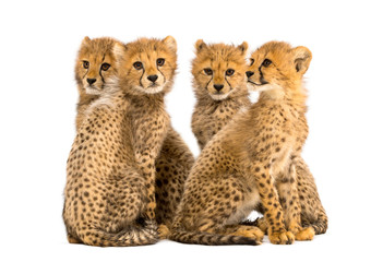 Obraz premium Group of a family of three months old cheetah cubs sitting
