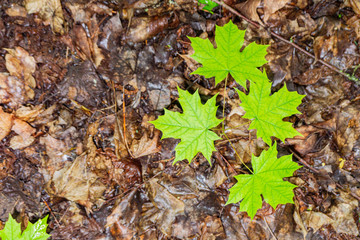 Green leaves on a brown substrate. Sign of spring.