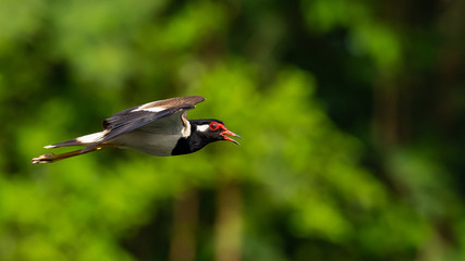 Red-Wattled Lapwing in flight with blur green tree  background