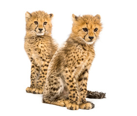 Couple of three months old cheetah cubs, isolated on white