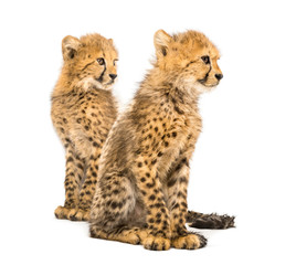 Fototapeta premium Couple of three months old cheetah cubs, isolated on white
