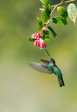Talamca Hummingbird (eugenes spectabilis)