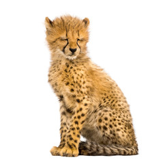 three months old cheetah cub sitting, isolated on white