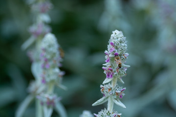Macro Bee 5