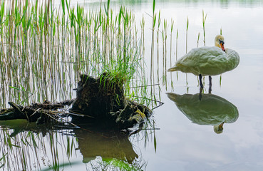 Beautiful, white swan in the lake. View of lake, trees and tree trunk. Spring, Mazury, Poland.
