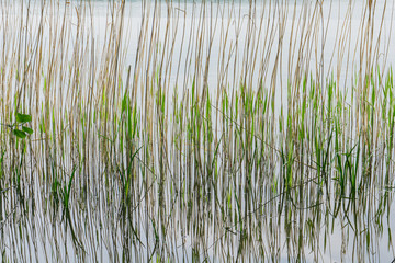 Water grass in the lake. Spring, Mazury, Poland.