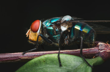 insect fly on green leaf. fly house. Blow fly. Carrion fly