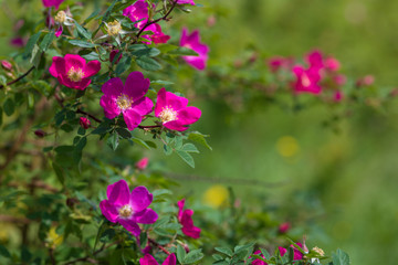 Branches of flowering rose hips on a background of blurred greenery. Beautiful natural background with flowers of a dogrose.