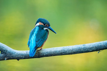Kingfisher or Alcedo atthis perches on branch with blurred green background