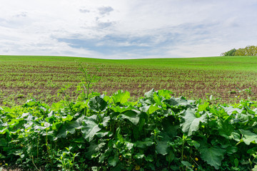 Green field. Beautiful panorama of the spring field and sky,. Spring, Mazury, Poland.