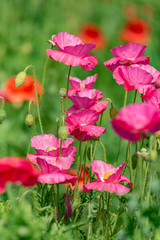 Obraz premium Pink flower of corn poppy, Papaver rhoeas