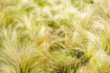 tufts of thin grass - textures and backgrounds