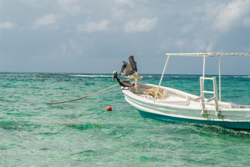 Pelicans resting on a boat, taken in Tulum, in the Mexican Yucatan peninsula