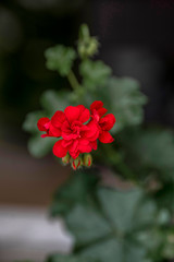 red flower in the garden