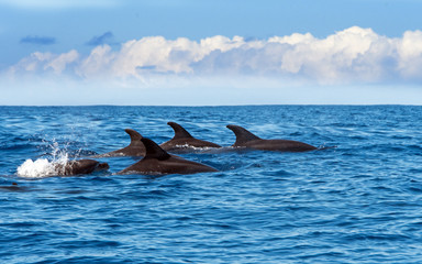 Wale watching on the wonderful island of Madeira: Wild bottlenose dolphins swimming in and jumping out of the water; Portugal, Europe.