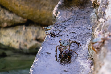 Crab on a stone on the shores in the Maldives
