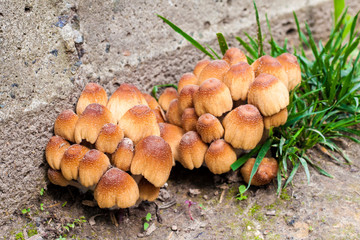 Young fruit bodies of Glistening Inkcap Mushroom (Coprinellus micaceus) closeup