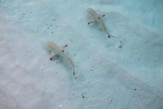Blacktip reef shark in the shallow water at Maldives