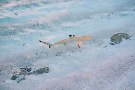 Blacktip reef shark in the shallow water at Maldives