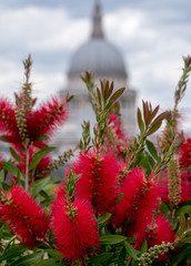 View from Cannon Bridge Roof Garden, London UK. Red bottlebrush in focus in the foreground. The iconic dome of St Paul's Cathedral in soft focus in the distance. 