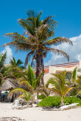 Fototapeta na wymiar Coconut palm tree taken on the beach of Tulum, in the Mexican peninsula of Yucatan
