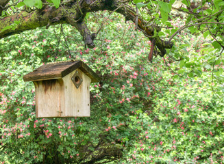 A wooden wren birdhouse hanging from a tree against a green flowering background.  A protective piece around the opening prevents intruders.