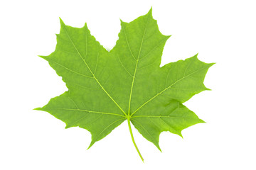 Green leaf of maple isolated on white background