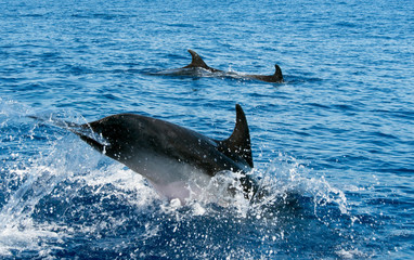 Wale watching on the wonderful island of Madeira: Wild bottlenose dolphins swimming in and jumping out of the water; Portugal, Europe.