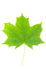 Green leaf of maple isolated on white background