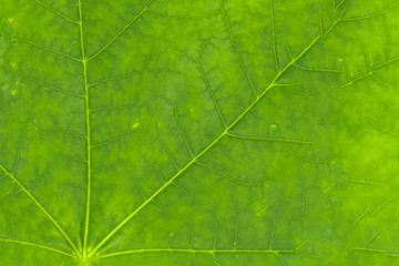 Naklejka na ściany i meble Green leaves closeup background texture, macro