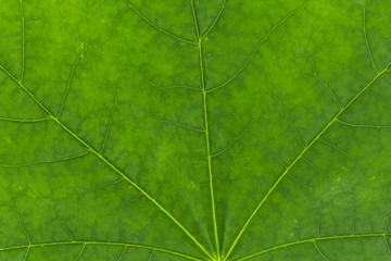 Fototapeta na wymiar Green leaves closeup background texture, macro