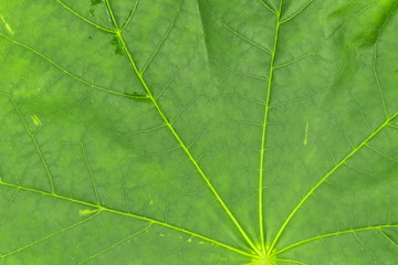 Green leaves closeup background texture, macro