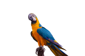 Bird Blue-and-yellow macaw standing on branches isolate white background.