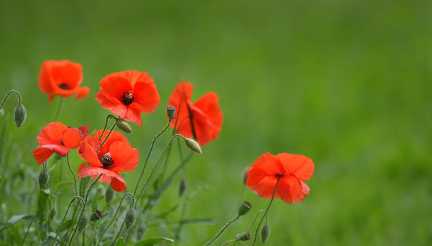 Klatschmohn Bl&uuml;ten im Gegenlicht