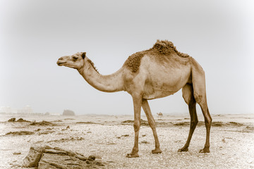 Wild camel in Oman