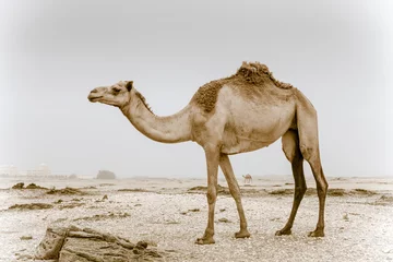 Rolgordijnen Wild camel in Oman © Alexey Stiop