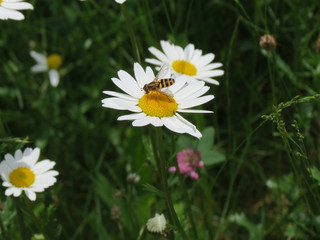 Obraz premium Schwebfliege auf Magarite 