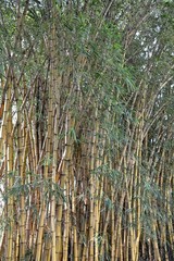 bamboo