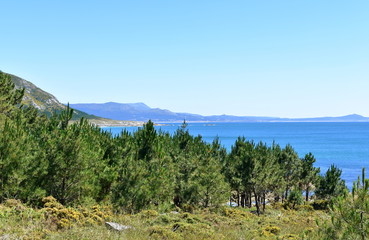 Fototapeta na wymiar Coast with pine trees and blue sea. Galicia, Spain.